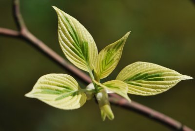 Cornus controversa 'Variegata' - svída sporná 'Variegata' - jarní listy